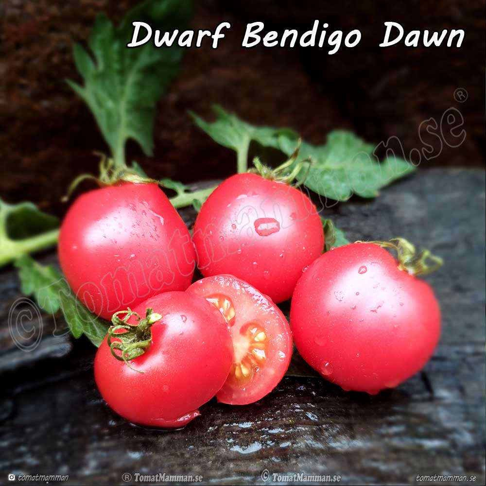 Desperado Tomato-Meraki Seeds