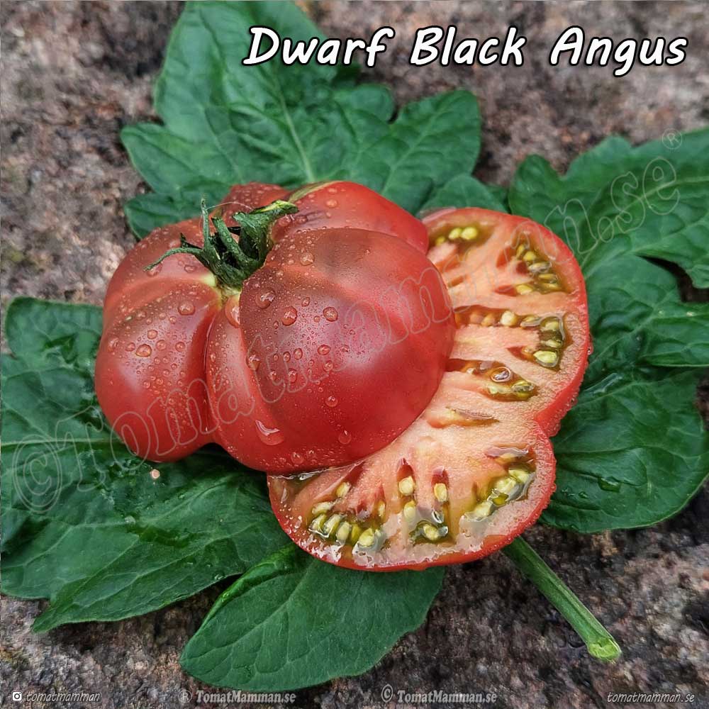 Desperado Tomato-Meraki Seeds